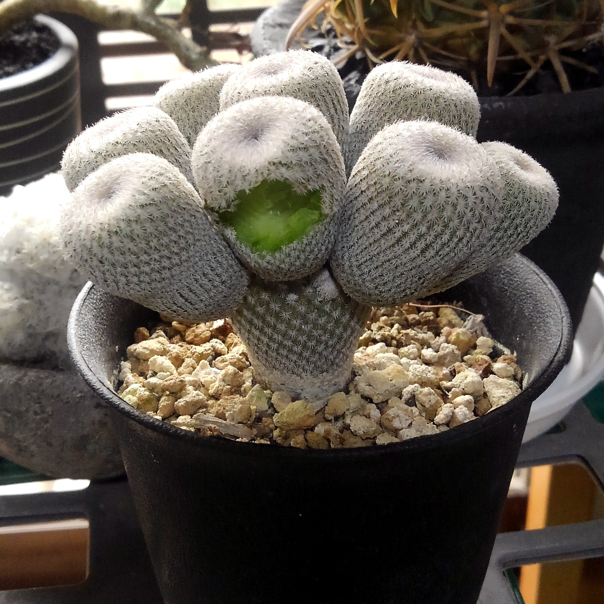 爆買い，大得価 小人の帽子 群生 自根 エピテランサ サボテン 多肉植物