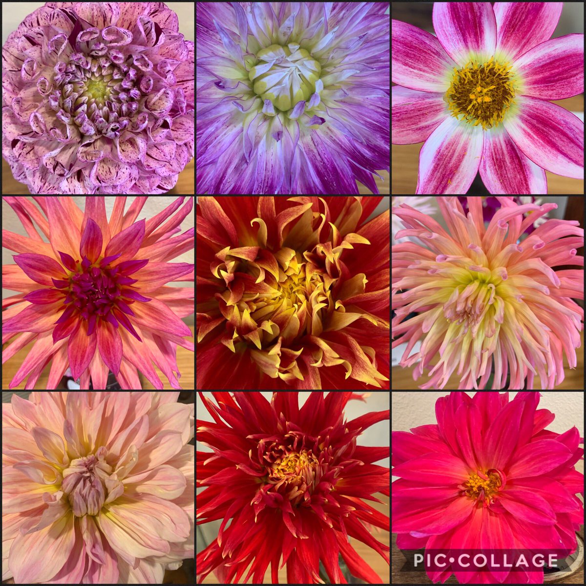 Ok, i might just have to admit that I’m a bit in love with #Dahlias. Look at these amazing cultivars that are currently in flower <a href="/BlueMountainsBG/">The Blue Mountains Botanic Garden</a> Which do you think is my favorite?