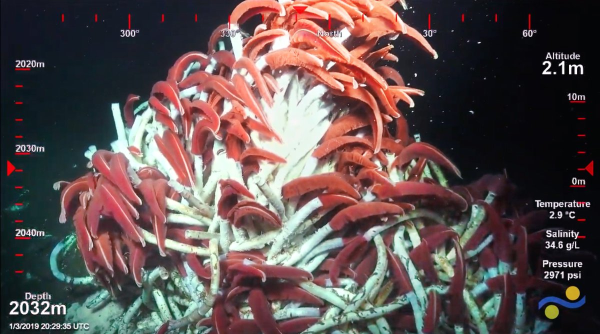Schmidt Ocean On Twitter Riftia Emblematic Giant Tube Worm Of Deep Ocean Vents On Rov Livestream Beautiful Imagery Compared To Other Vent Species Dna Sequence Diversity Is Extremely Low In