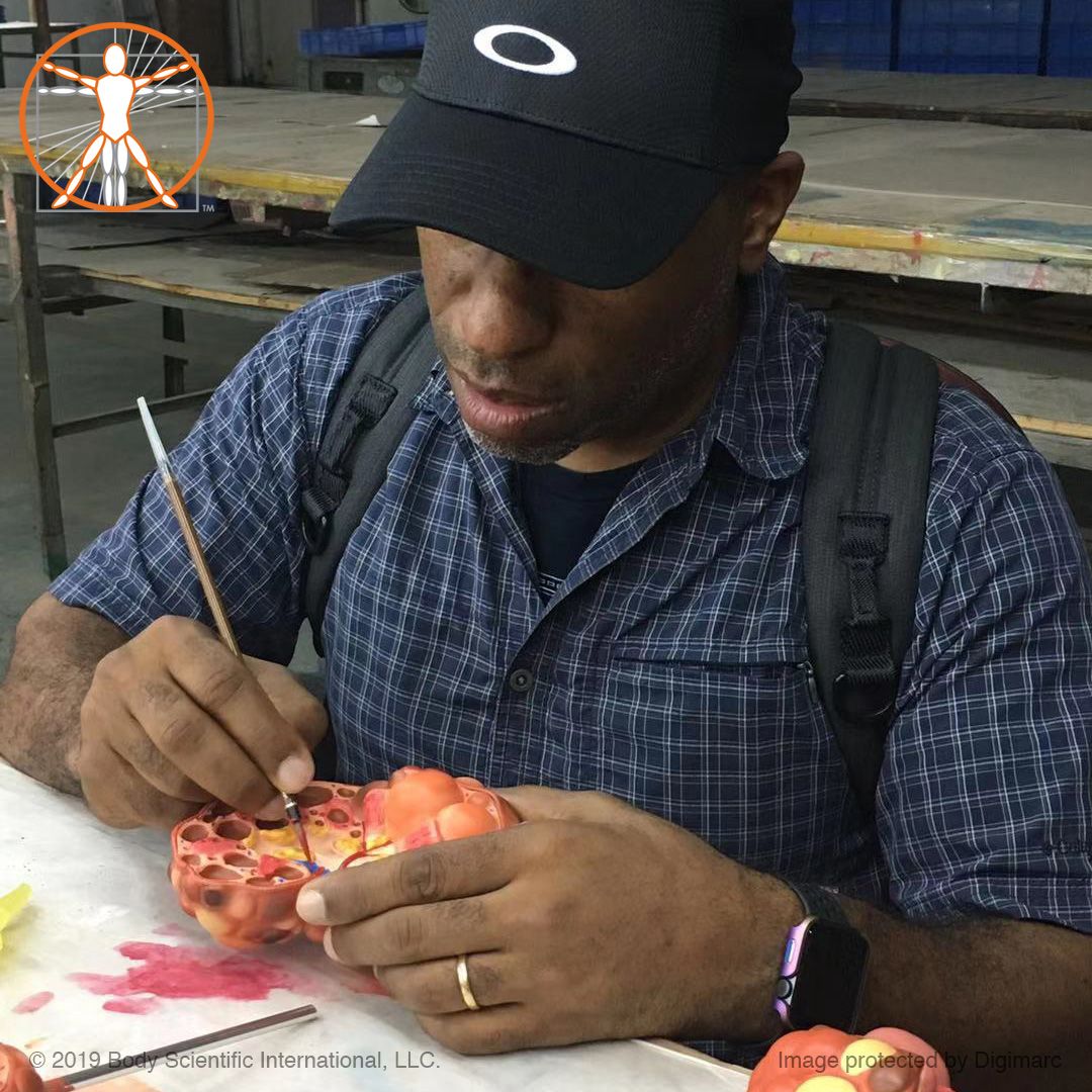 bodyscientific's tweet image. I like to oversee production, especially when details need to be just right. Who else jumps on a plane, travels thousands of miles, and grabs a paintbrush? #bodyscientific #bodyscientificinternational #anatomicalmodel #internationalbusiness #businesstravel #production