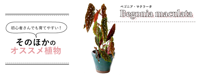 観葉植物のtwitterイラスト検索結果 観葉植物のtwitterイラスト検索結果