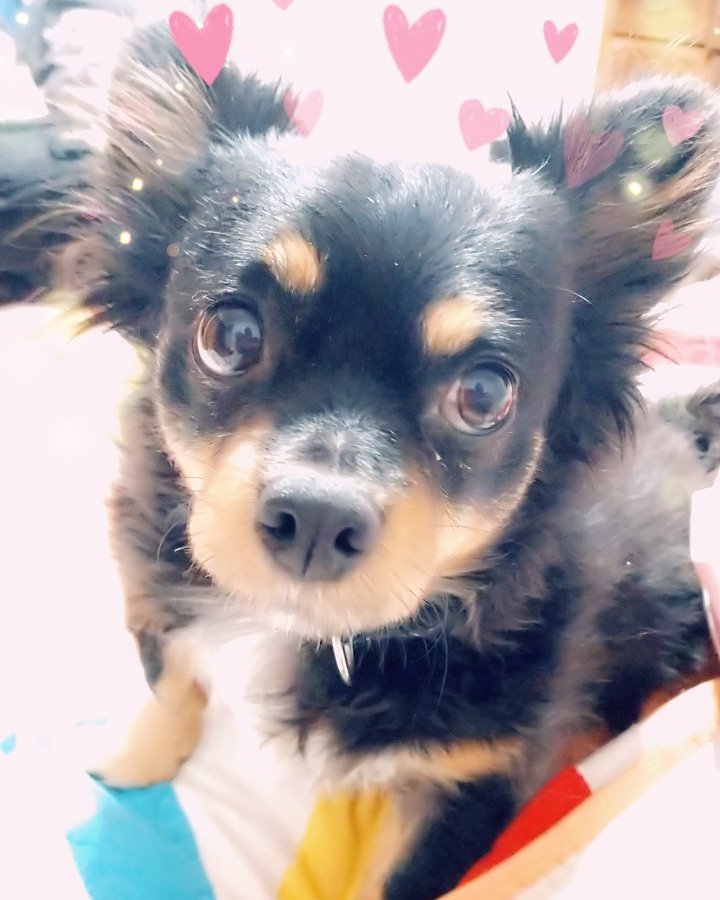 Anarchy8296's tweet photo. My dog has some how managed to get cuter
#dogsoftwitter #snapchat #Chihuahua #myboi #sofluffy https://t.co/6xU2hQrNs3
