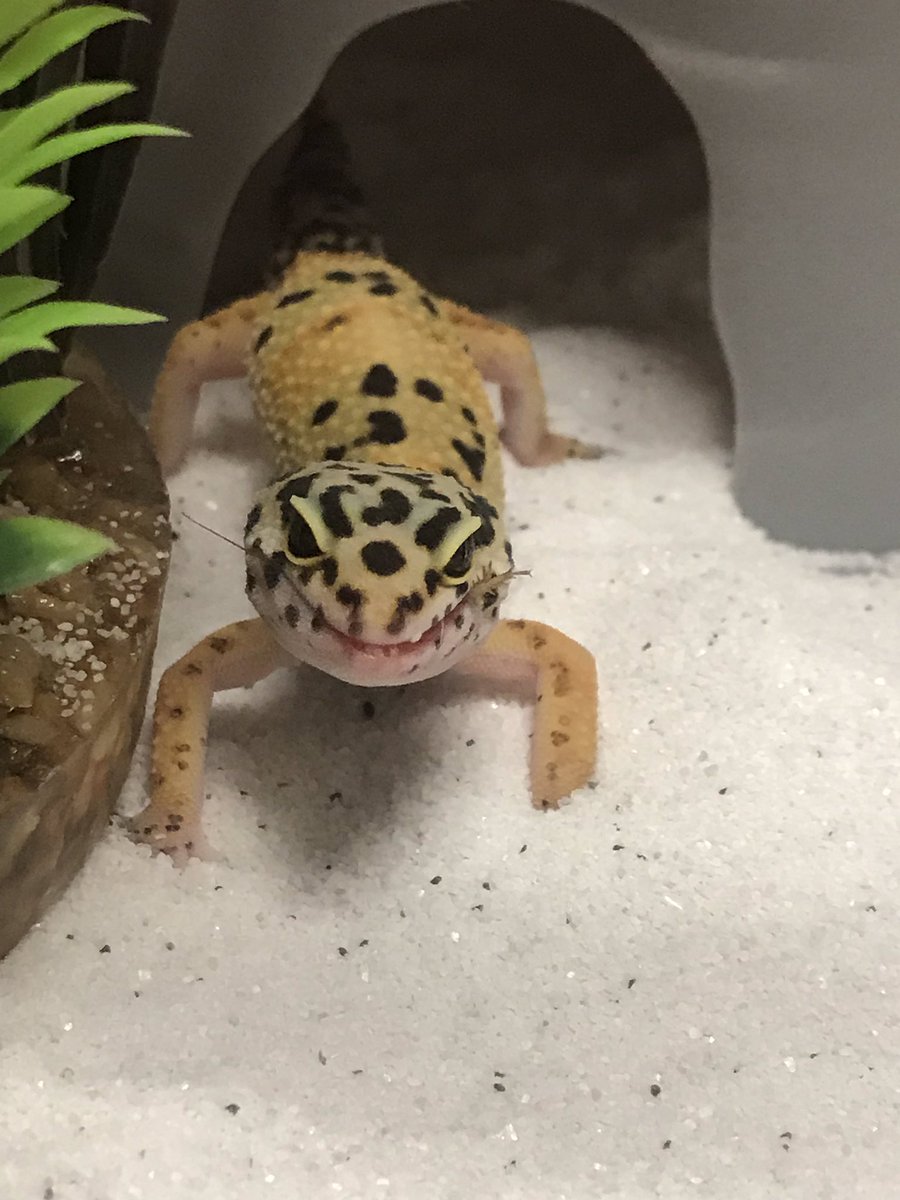 Bringing this guy (girl??) home and he was snacking on the way out!! #cricketfever #leopardgeckolife #petsintheclassroom