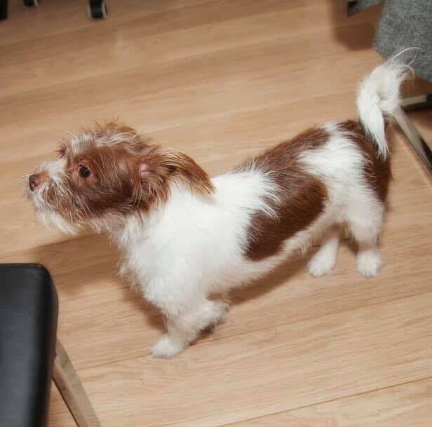 Facebook Page-Find Rosie💕💕Female Terrier Missing since 24/11/18😞WHERE IS ROSIE PLEASE?🙏<a href="/MolliePug/">Mollie the Pug</a> <a href="/missingdogs155/">The lucky pugs</a> <a href="/gelert01/">GG01</a> <a href="/rosiedoc666/">Rosie Doc</a> <a href="/RachaelB100/">Rachael</a> <a href="/suedaycam/">Sue Day</a> @LizJ_T <a href="/MissingPetsGB/">Missing Pets GB</a> <a href="/Eloquencealways/">Rosemary</a> @DoglostUK <a href="/HunnyJax/">#whereAREyouPebbles</a> <a href="/SAMPAuk_/">Stolen&Missing Pets</a> <a href="/psychicpenny/">penny</a> <a href="/SteelCherry/">Mrs Cherry Steel</a> <a href="/AlanDaffern/">John David Alan Daffern and Davey d...all grown up</a>