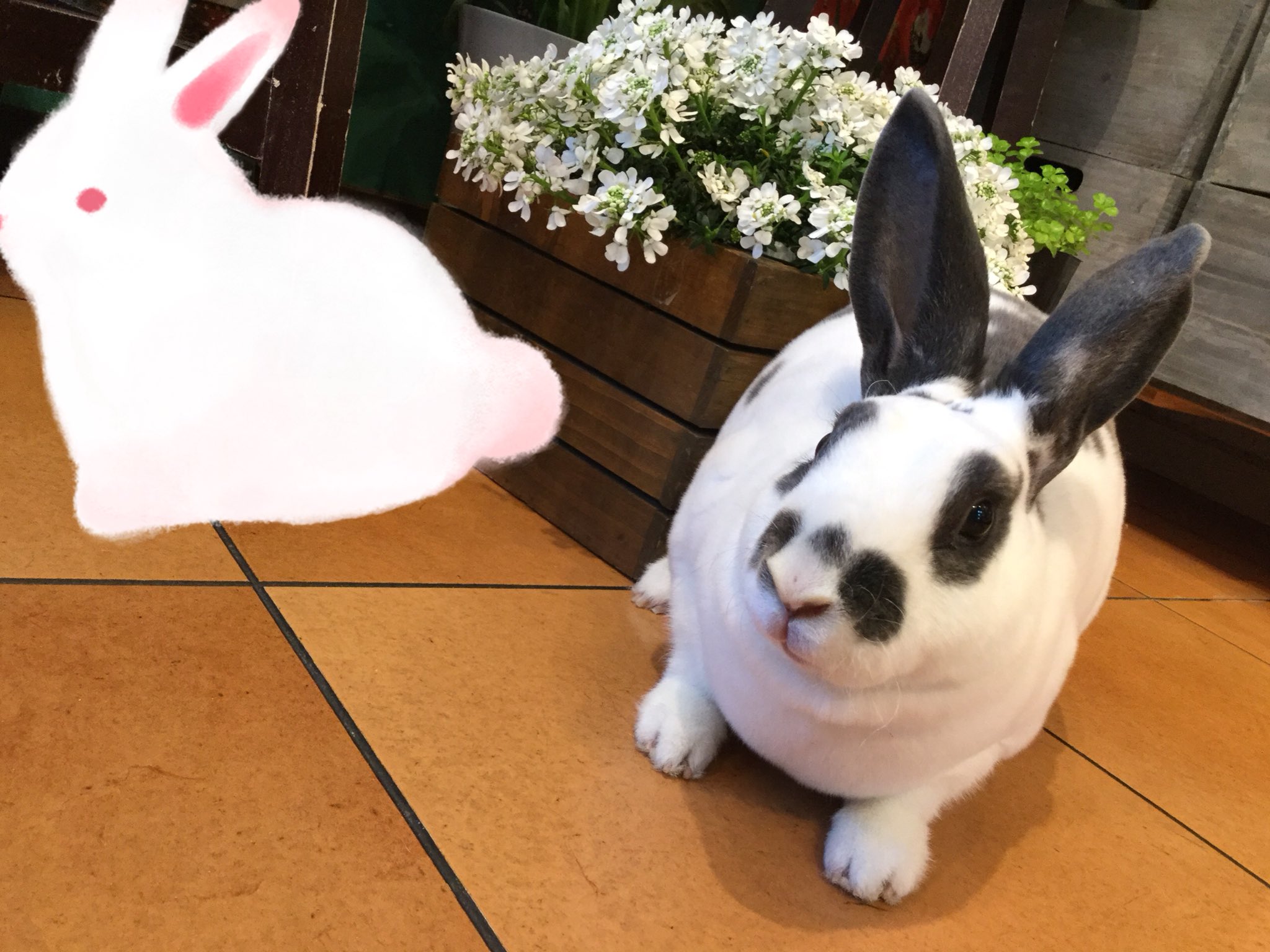 うさぎ専門店 Ms Bunny Msbunny Twitter