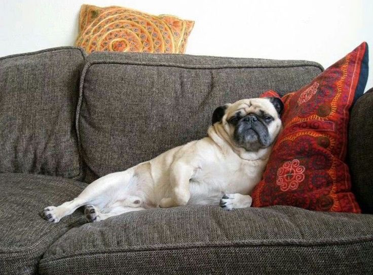 UncleCuthbert's tweet photo. I want to know which member of the Cuthbert Hall staff has complained? If a gentleman pug can’t walk around his own house completely naked it’s political correctness gone mad! Let it go to a tribunal...see if I care! https://t.co/llxKGBwd4h