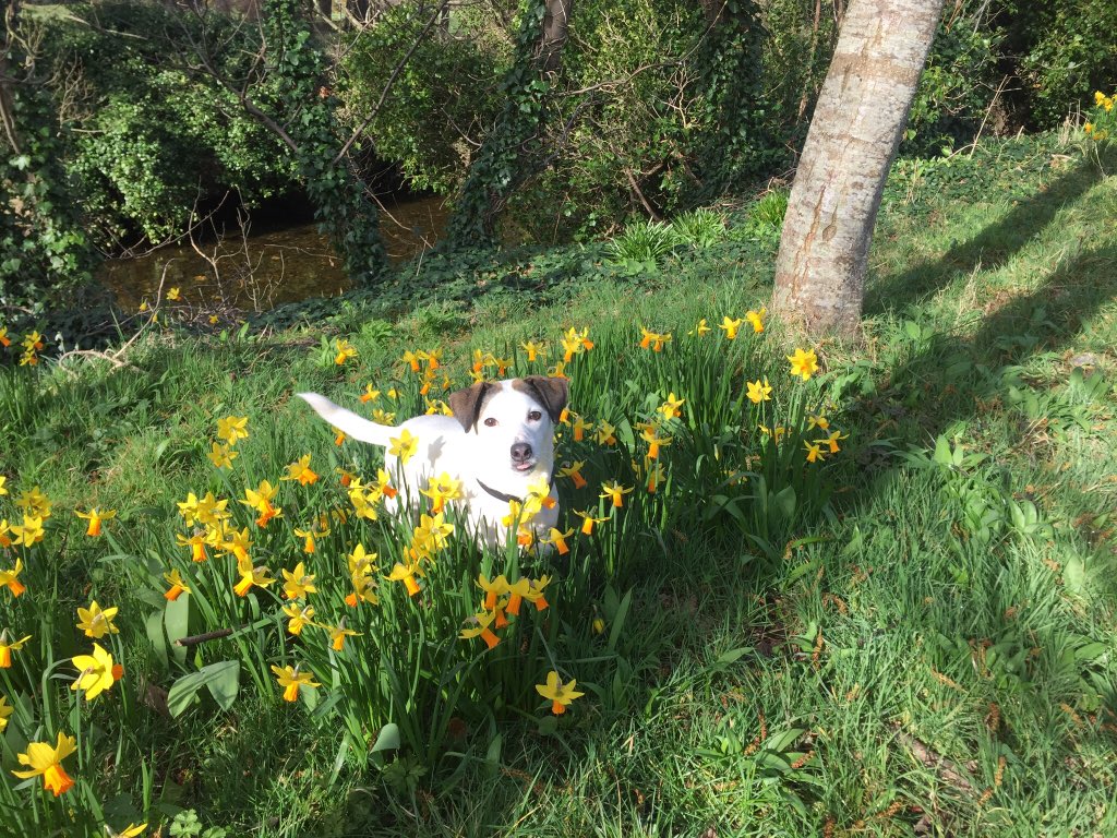 HarrogateDogs's tweet image. Fabulous day @visitisleofman today. Went to #Ballaugh and #Sulby. Had to buy da hooman a pint after walking all day.