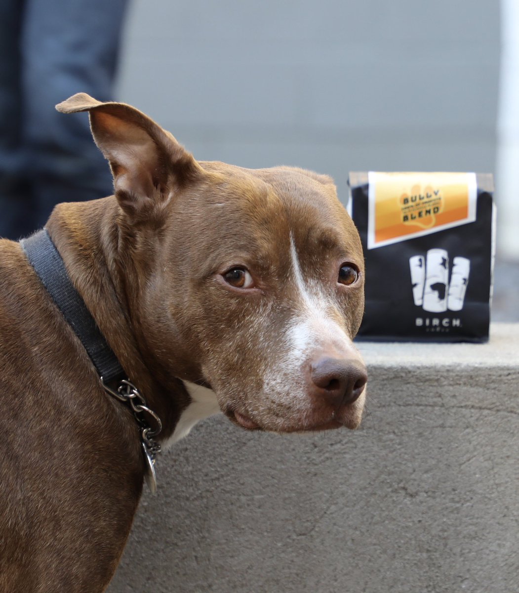 We’ve partnered with <a href="/SocialTeesNYC/">Social Tees</a> and <a href="/TheNYBullyCrew/">New York Bully Crew</a> to bring you #BullyBlend - 100% of profits go to these #DogRescues - available online now, in store March 5th

#BirchLovesYou <a href="/dog_rates/">WeRateDogs</a>