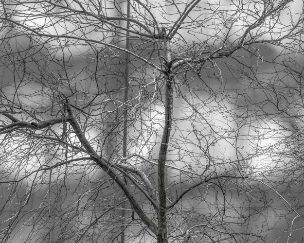 BWGallerist's tweet photo. “The Tree In Me”, Photographs by Howard Brunner, Red Filter Gallery https://t.co/3UD4Nec2Ui https://t.co/XGTIeTZOLI