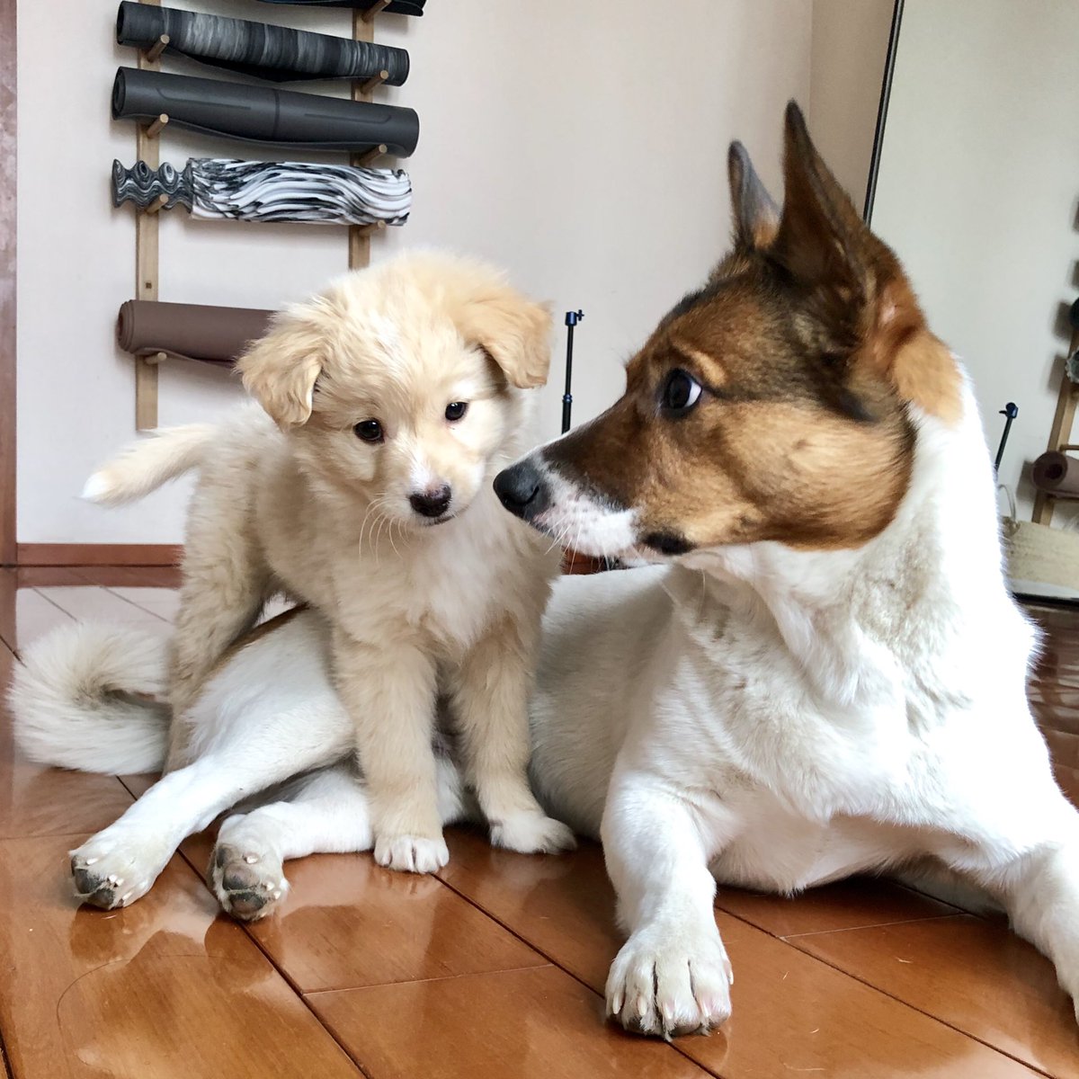 Sabrina0527's tweet photo. 领养了第二只🐶，取名叫 Bear。长城上小房子房东的狗生了三只小puppy，通常情况下，如果村子里没人要，它们的命运就是被扔进桶里用水淹死。Bear 和 Bobo 都是小土狗，但都非常聪明可爱，虽然我也喜欢柴犬柯基，但当小生命和你连接时的快乐，跟品种毫无关系呀❤️ https://t.co/KIj8jOgD9Z