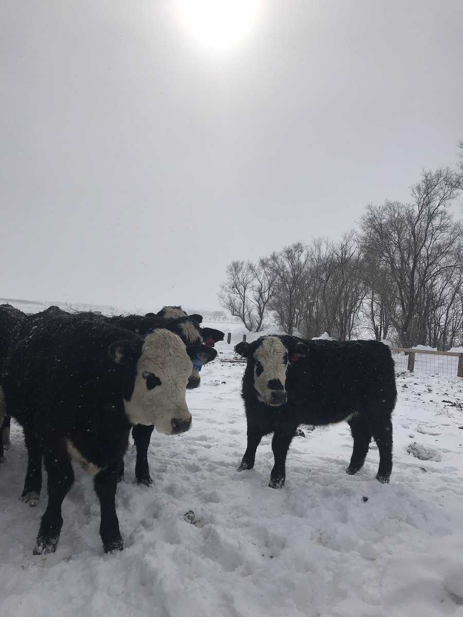 TripleJRanch2's tweet photo. Some of the Black Hereford Heifers😊coming along nice. #ABHA #SDBHA https://t.co/yGBr21gAEB