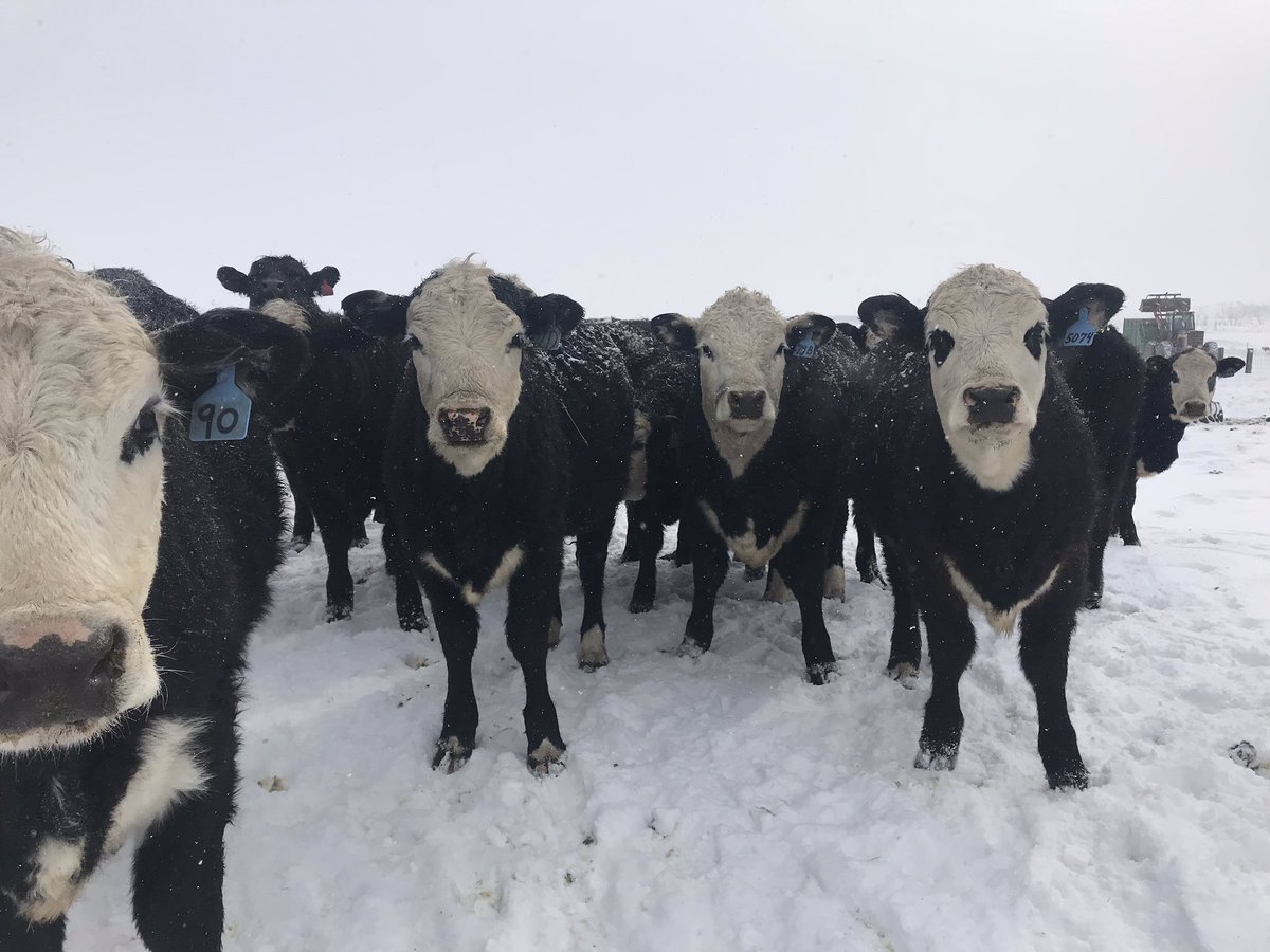 TripleJRanch2's tweet photo. Some of the Black Hereford Heifers😊coming along nice. #ABHA #SDBHA https://t.co/yGBr21gAEB