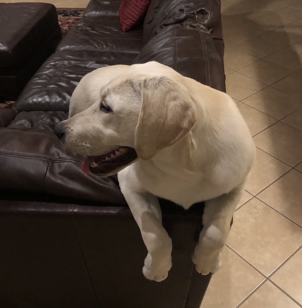 unionjack_lab's tweet photo. I hope you all have a Labulous weekend. My mom and dad are home and I can’t wait to sleepin and chew things I am not supposed to tomorrow! https://t.co/zPCokhs0RR
