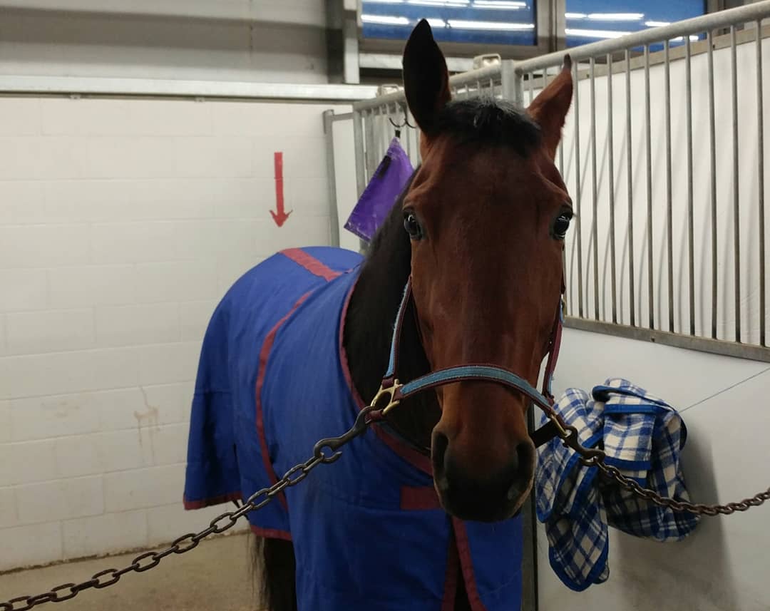 SugarDoyle's tweet photo. In to go Friday...
R7 3 LOVEY PARK
R8 5 DUSTYLANESAM
R9 1 HOWMAC DIAMOND
#PaddockPics #HarnessRacing #WinterRacing #HitMe https://t.co/Llr7OoHjBn