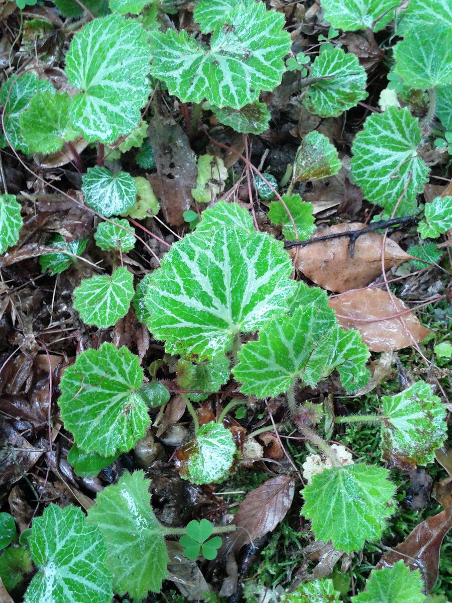 沖津白波 花騎士のユキノシタと最早通っているレベルで毎回お世話になる某植物園で見かけたユキノシタ 花が中々特徴的なので開花時期にもう一度生で見てみたいと思います 彼女が白虎柄なのはこの葉の模様からなのでしょうかね フラワーナイトガール 花