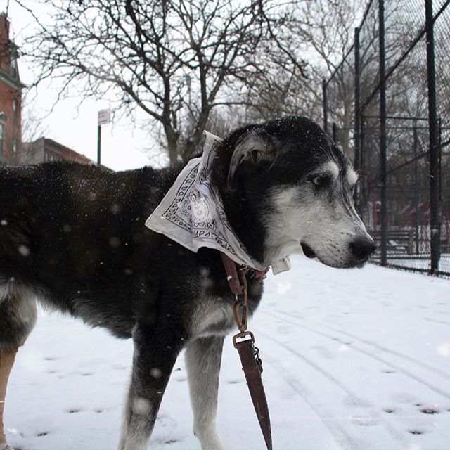 nicodoggerton's tweet image. Good heavens, we received some delightful snowfall this morning! How do you ladies and fellows feel about snow?
❄️
❄️
❄️
❄️
❄️
#nycdog #nycdogs #petsofnyc #brooklyndog #bkdog #snowdog #bestwoof10k #bestwoofs #bestdogever🐶 #dogphoto #petsofinstagram #… ift.tt/2Haiw5V