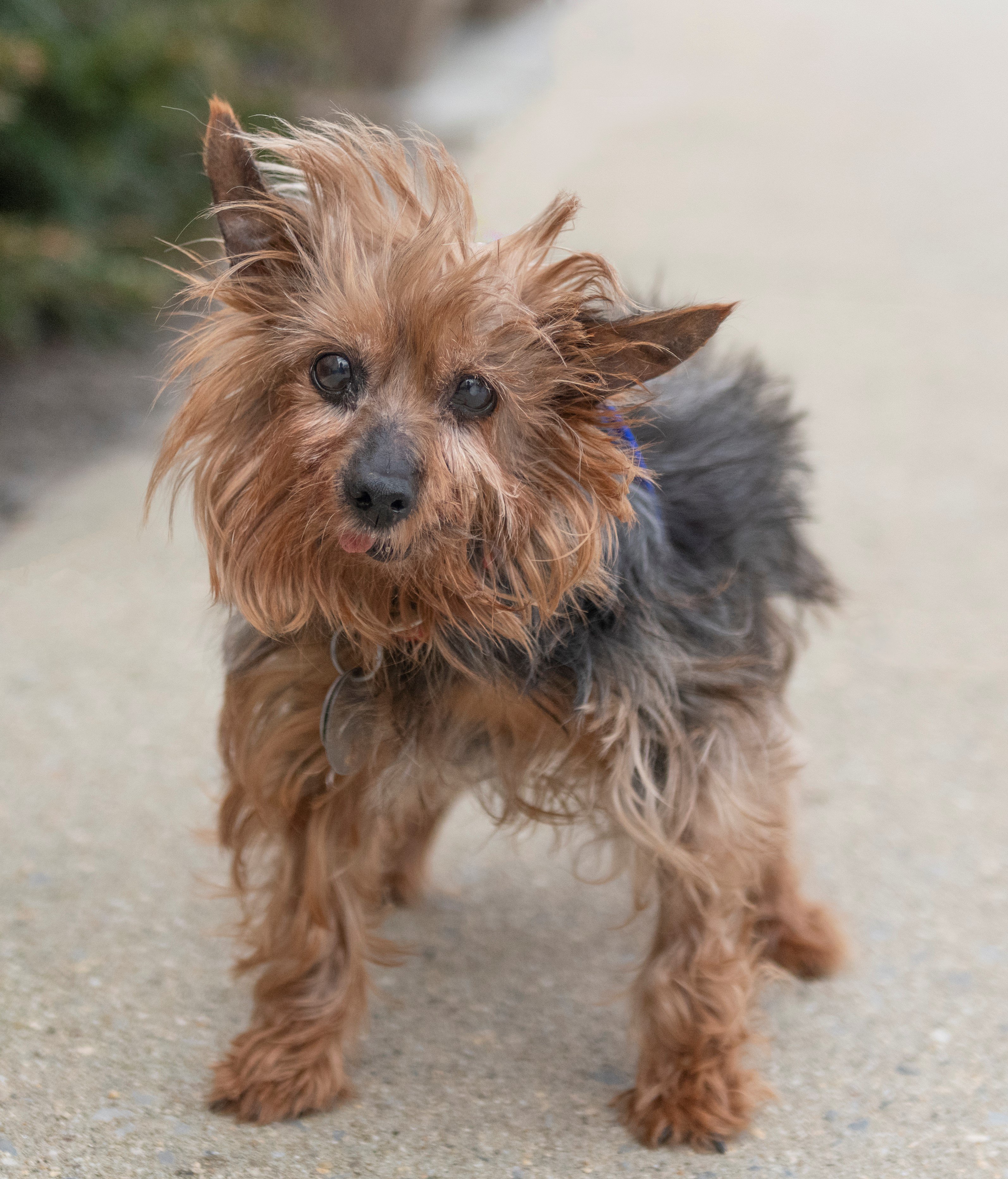 North Shore Animal League America on X