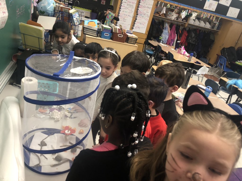 BrittneyIdland's tweet image. Scientists got to observe as the last 2 butterflies emerged from their chrysalis’ today! #sciencechat #LTPS #bfrocks #bestyearever @bfes_ltps @JayBilly2 @KBurke4242 @LTPS1