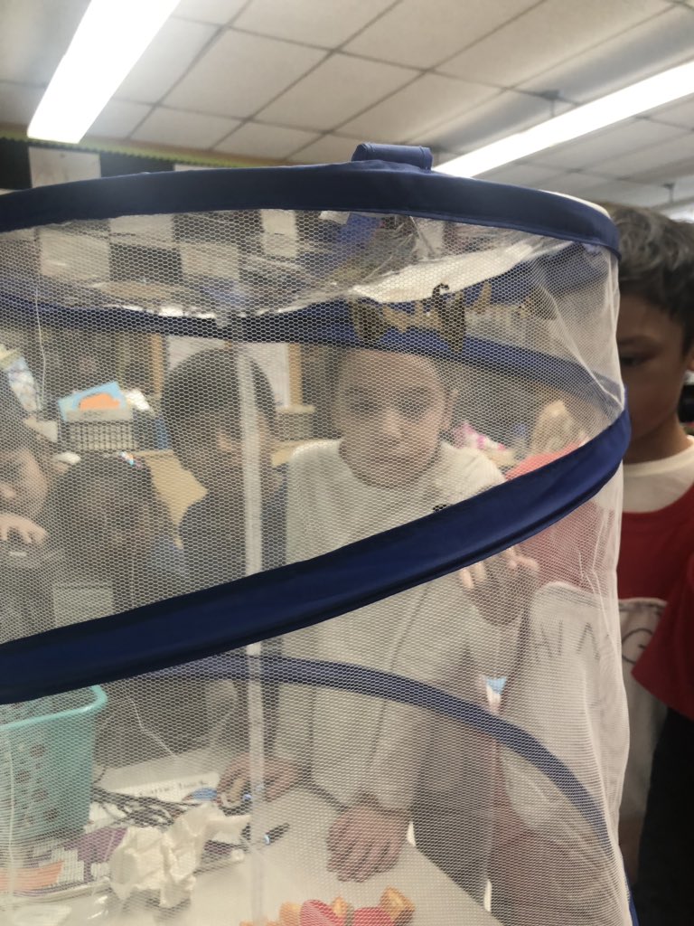 BrittneyIdland's tweet image. Scientists got to observe as the last 2 butterflies emerged from their chrysalis’ today! #sciencechat #LTPS #bfrocks #bestyearever @bfes_ltps @JayBilly2 @KBurke4242 @LTPS1