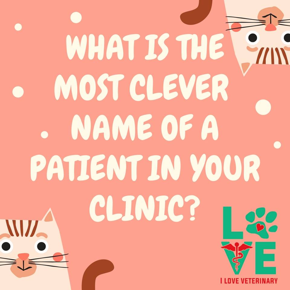 lovevetmed's tweet image. Let's hear some funny pet names :)

#veterinarymedicine #veterinaryhumor #funny #laugh #iloveveterinary #lovevetmed