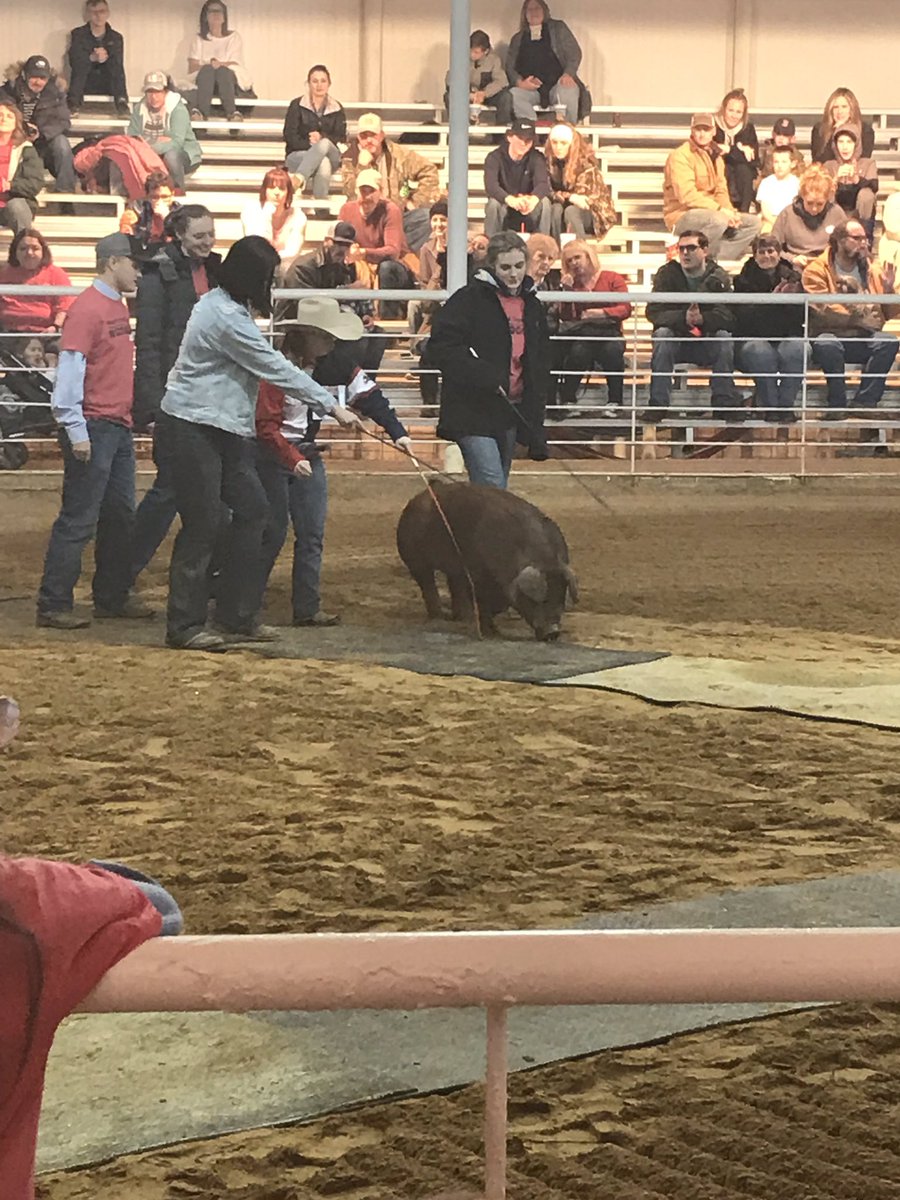 whitisj's tweet photo. Top notch showmanship at the youth fair this afternoon! #Heart of a Champion https://t.co/05nuv7W4LV