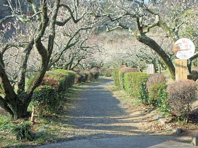 わんぱくらんど 辻村植物公園 3月2日 土 インフォメーション キッチンカー ココイチカレー 冒険の丘 ピザ フランク等 コスモワールド パン スリランカフード 桜の丘 イベント 竹細工教室 冒険の丘休憩所 辻村植物公園梅まつり T Co