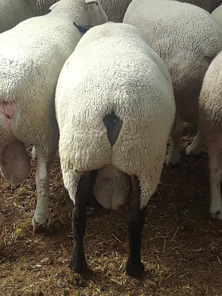 Bridged Creek Farm tweet media