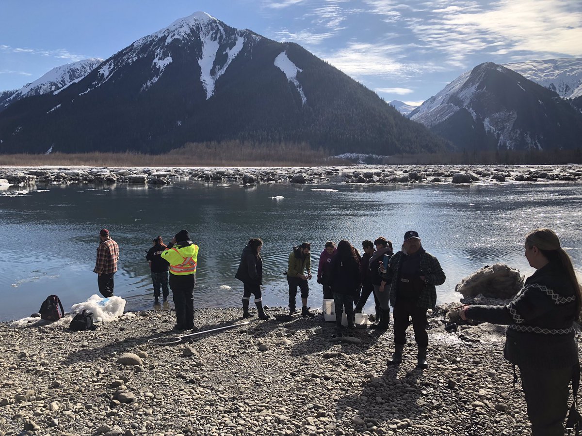 Ha’lilaxsi’wah - time for harvesting #oolichans #skeenariver with the PCS students today. #learningfromtheland #foodfish @RupertSchools @IreneLaPierre2