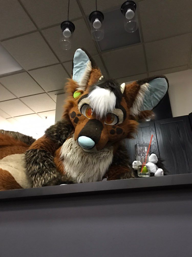 FenwickFluff's tweet photo. Looks like Fenwick is already lounging and enjoying his #FursuitFriday https://t.co/bNPw93upEj