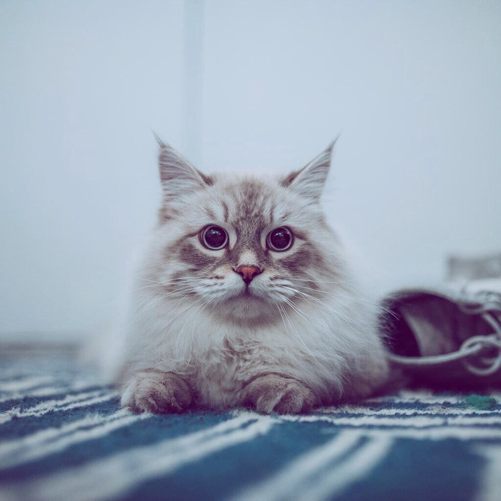 SiberianAlbus's tweet photo. When you suddenly realize you forgot to do that thing you had to do... #anxiety #anxietyproblems #catsoftheworld #catsgram #catsofnewyork #cats #catslover #catslife #siberiancat #anxious #shock https://t.co/B5AnLqYqw1