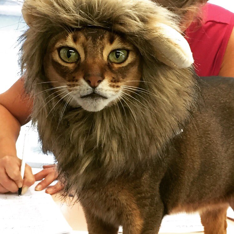 QuickOne88's tweet photo. @1800PetMeds Abyssinian has my heart https://t.co/r1Rbgh58xe