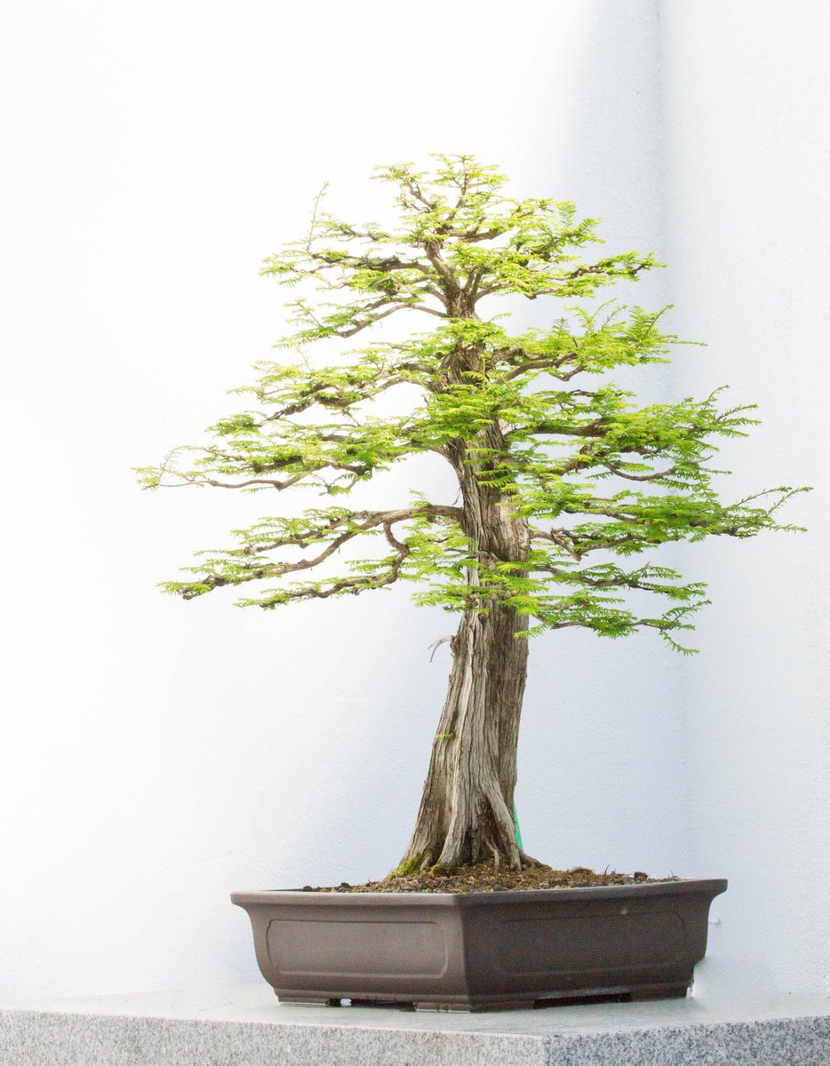 naturisticimage's tweet photo. Bonsai Tree Photography Tree Print Photography Art Print Home Decor Art High Quality Prints Nature Photography Prints Tree Photo https://t.co/5nP5Le3th2 #sale #Wallart #NaturisticImages #nature #gift #Etsy #photography #BonzaiTree https://t.co/N2jPOTQMeI