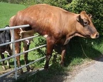 udderrunner's tweet image. 👇👇👇#PhotoOne #Pyne Dreamt of This Cabinet if he Stayed
                   #PhotoTwo Pyne Escaping Denial #auspol