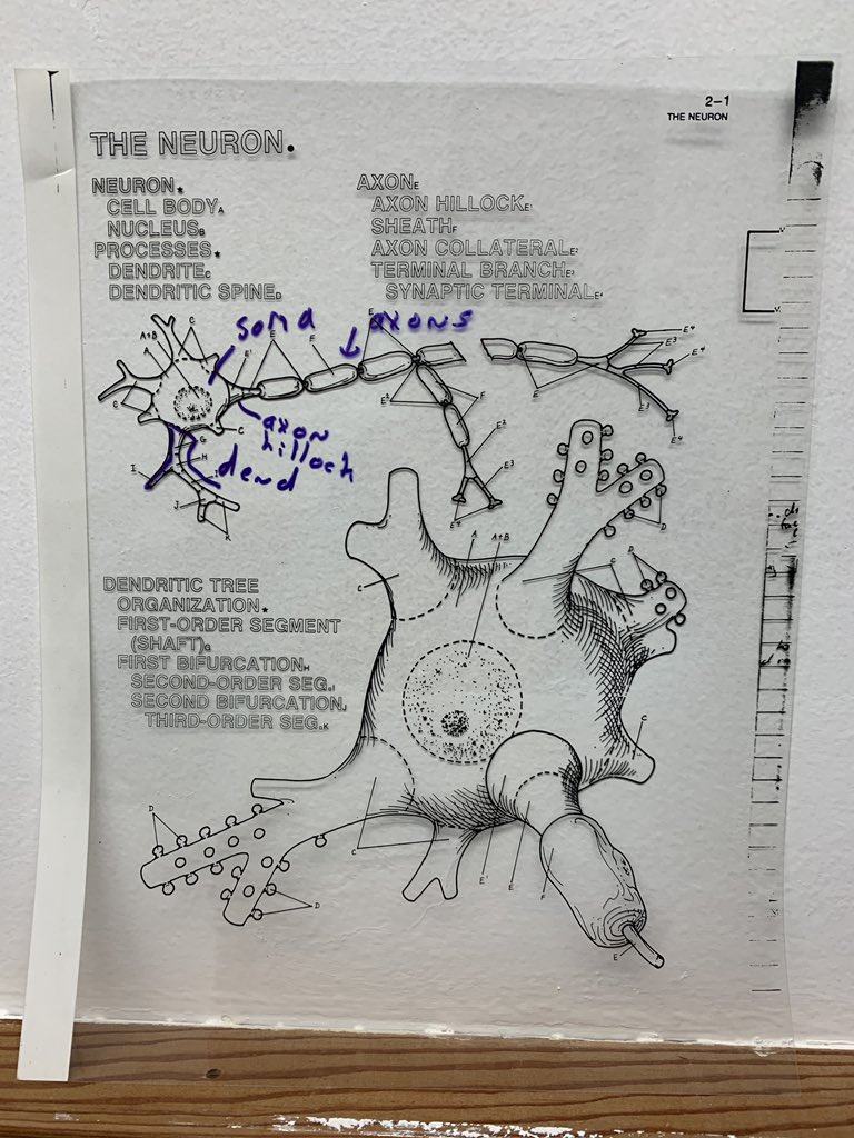 nancy_jo_smith's tweet image. In honor of flashback Friday and my pregrad advisor Tom Minor. Came across these gems 💎 while cleaning out his lab space. Wonder just how old they are. For anyone wondering what they are...google transparencies.  #tom #oldschool #learningandbehavior