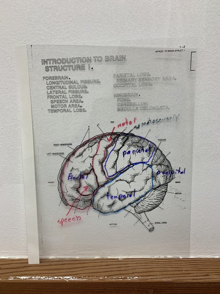 nancy_jo_smith's tweet image. In honor of flashback Friday and my pregrad advisor Tom Minor. Came across these gems 💎 while cleaning out his lab space. Wonder just how old they are. For anyone wondering what they are...google transparencies.  #tom #oldschool #learningandbehavior