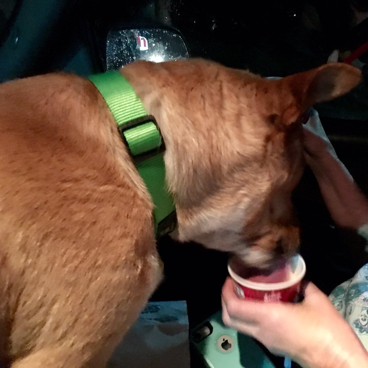 KWM_BKM's tweet photo. Murphy’s 1st “Pup Cup” from Bruster’s Ice Cream!
@BrustersFresh https://t.co/cZy2Rik0xr
