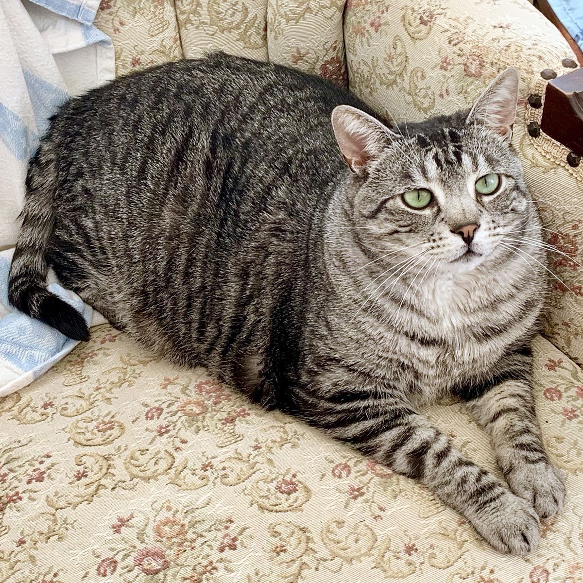 HappyPlaceGang's tweet photo. FELINE FUR-IDAY - Have you seen my Cuddle-Bud? I raced over & grabbed a spot on the chair so Topaz & I can cuddle & snooze together. You can join us but I’m not giving up the chair #cutecat #cutepet #cuddlebuds #silverado #tgif #happyplaceholder #thankgoodnessitsfuriday
-Sterling https://t.co/E5Q4X9f9Ip