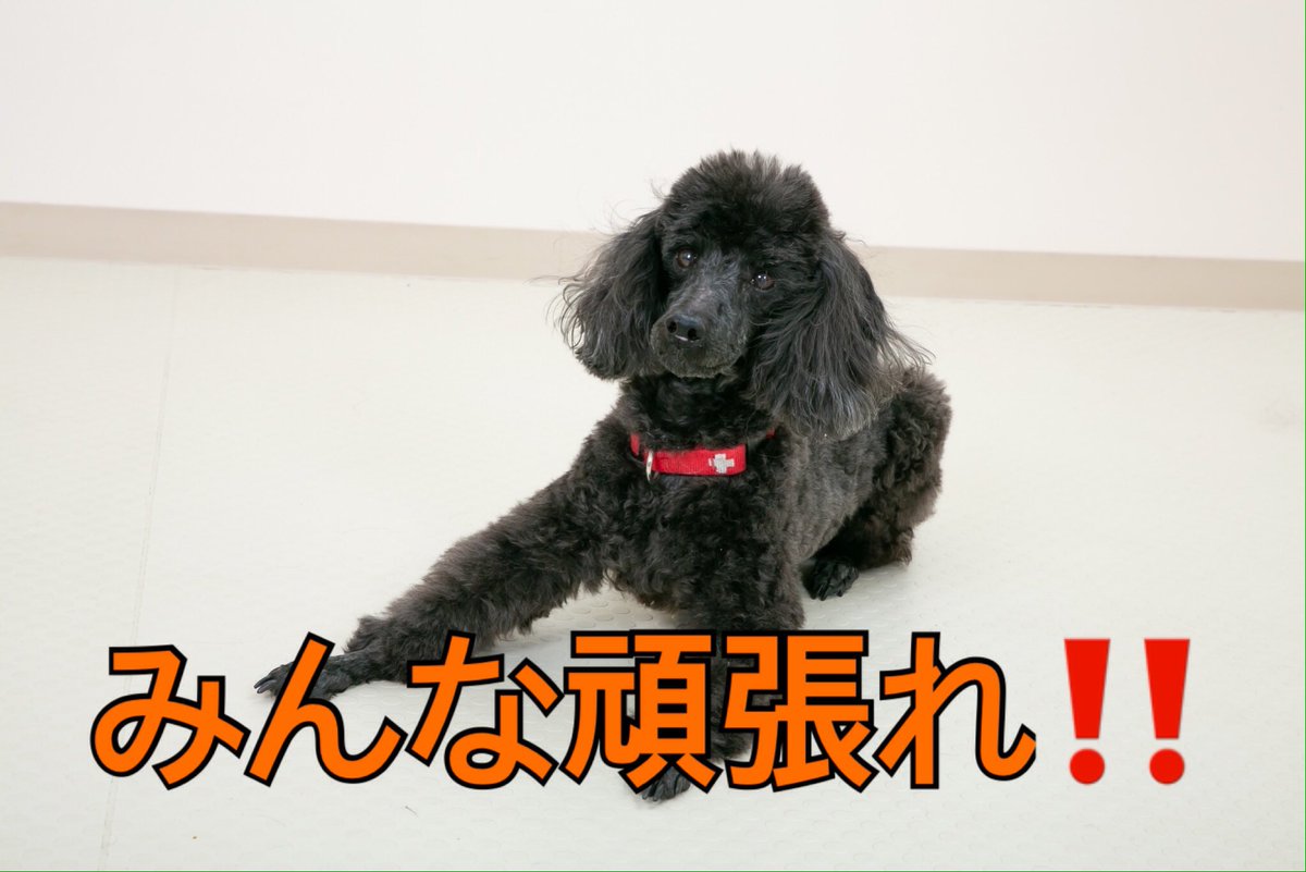 トップレート 頑張れ 画像 動物 最高の画像画像 トップレート 頑張れ 画像 動物 最高の画像画像
