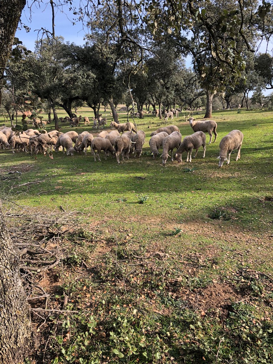 #AgropopularPeñafiel Desde Vilches dando una vuelta al ganado ovino, esperando las lluvias con desesperacion. La respuesta es diputación de Valladolid. Cristobal Millan
