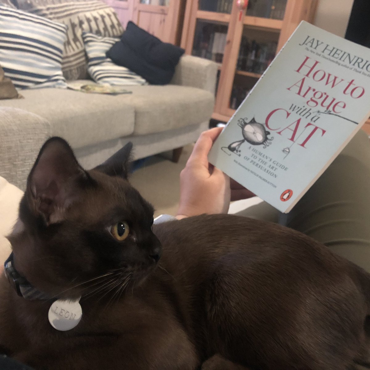 _emilol's tweet photo. Step 1: offer a comfy lap. Nailing this so far. #HowToArgueWithACat https://t.co/jros3EUZFw
