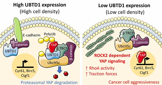 emboreports's tweet photo. Frédéric Bost and Stéphan Clavel @uca_research and co-workers show that #ubiquitin domain‐containing protein 1 limits #cancer progression by regulating the mechanical properties of cancer cells and YAP activity. @frederic_bost @ClavelStephan

—> https://t.co/9IpLlFte4P https://t.co/MmpteH51iv