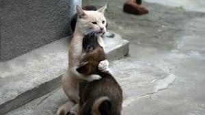 joepetworld's tweet photo. Follow us

#pets #adorable https://t.co/5EQ3NK5swi