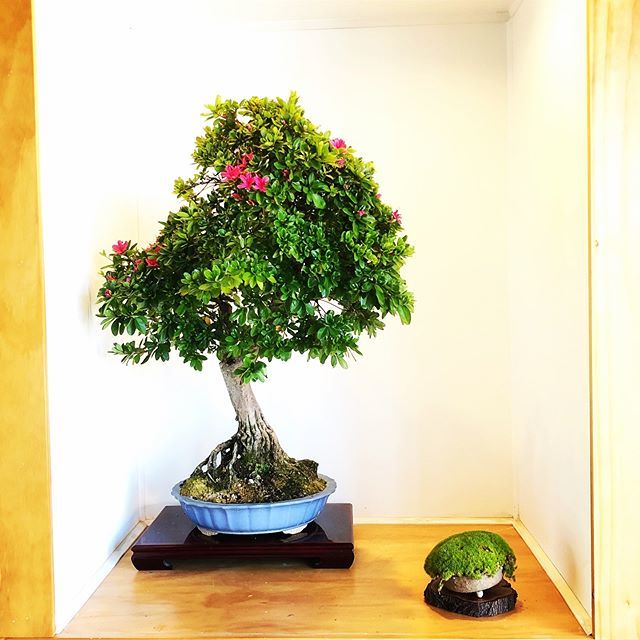 bonsaimatsu's tweet photo. Kurume Azalea on show for today’s Introduction to Bonsai Course on a very hot Saturday. Passion for bonsai is alive and well in Australia! out of interest this bonsai is nearly 100 years old. #bonsai #bonsaifromaustralia #bonsaimatsu #bonsaitraining #bon… https://t.co/R987Z35ekG https://t.co/WdgVA2P6Cp
