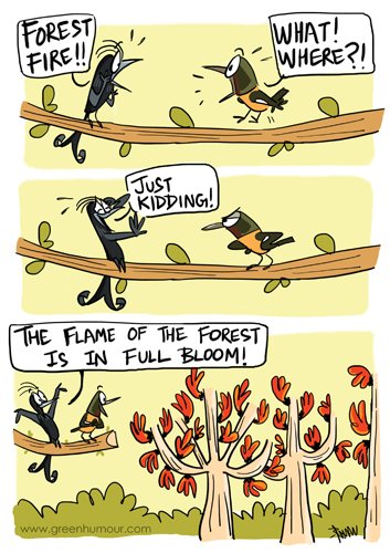 Hoping that the only wildfires this summer in Indian forests are this kind!
#flameoftheforest #springiscoming #birds 
greenhumour.com/2016/03/the-fl…