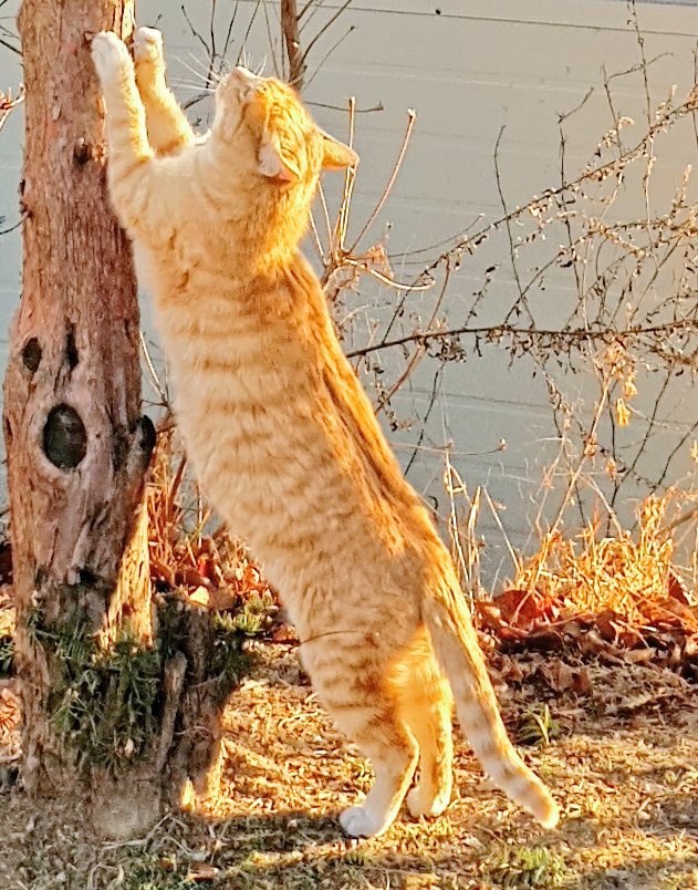bau_cats's tweet photo. https://t.co/X6nXOLopPv