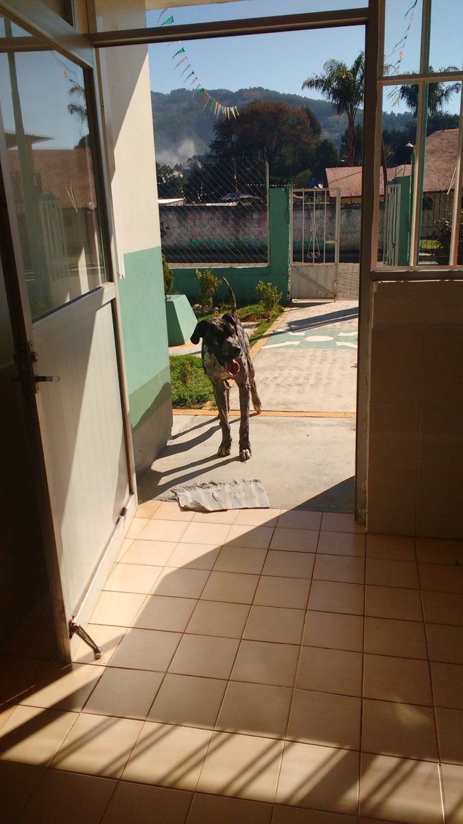 RUDYFOCA's tweet photo. Buenos días ! Vine a mi consulta de PerroSano
#Prosperro https://t.co/hnc5s3HSqZ