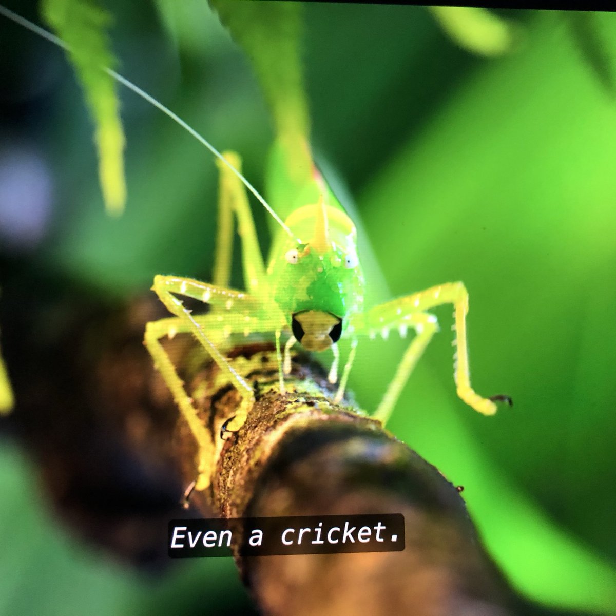 4cereal's tweet photo. Whenever I need a good laugh I watch the same 30 seconds of Planet Earth II to see close ups of this cricket. https://t.co/wV7m4vk42y