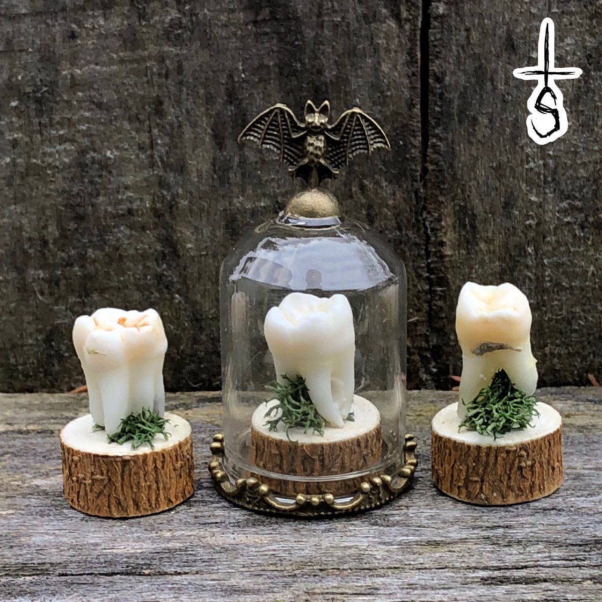 alien_snot's tweet photo. ✨NEW✨ Whitened Teeth on real wood bases in a glass Bat Bell Jar 🦇🦷 these are not listed yet but if you’d like to grab one just message me. https://t.co/F0AYXxKJqf