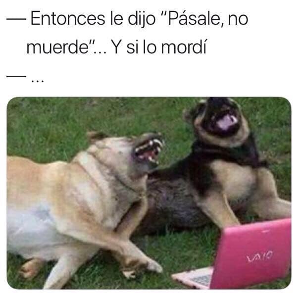 LORE_LOR's tweet image. #HumorPerruno