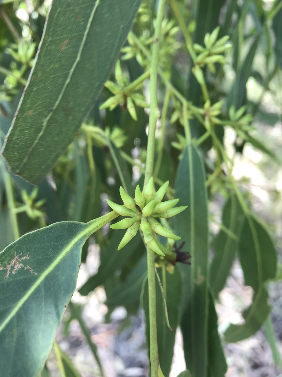 Hey Eucalyptus amplifolia, you shouldn’t be called the cabbage gum, y’all should be called the hedgehog gum cos of y’all’s bud-umbel orientations #redgums #Eucalyptus #eucbeaut